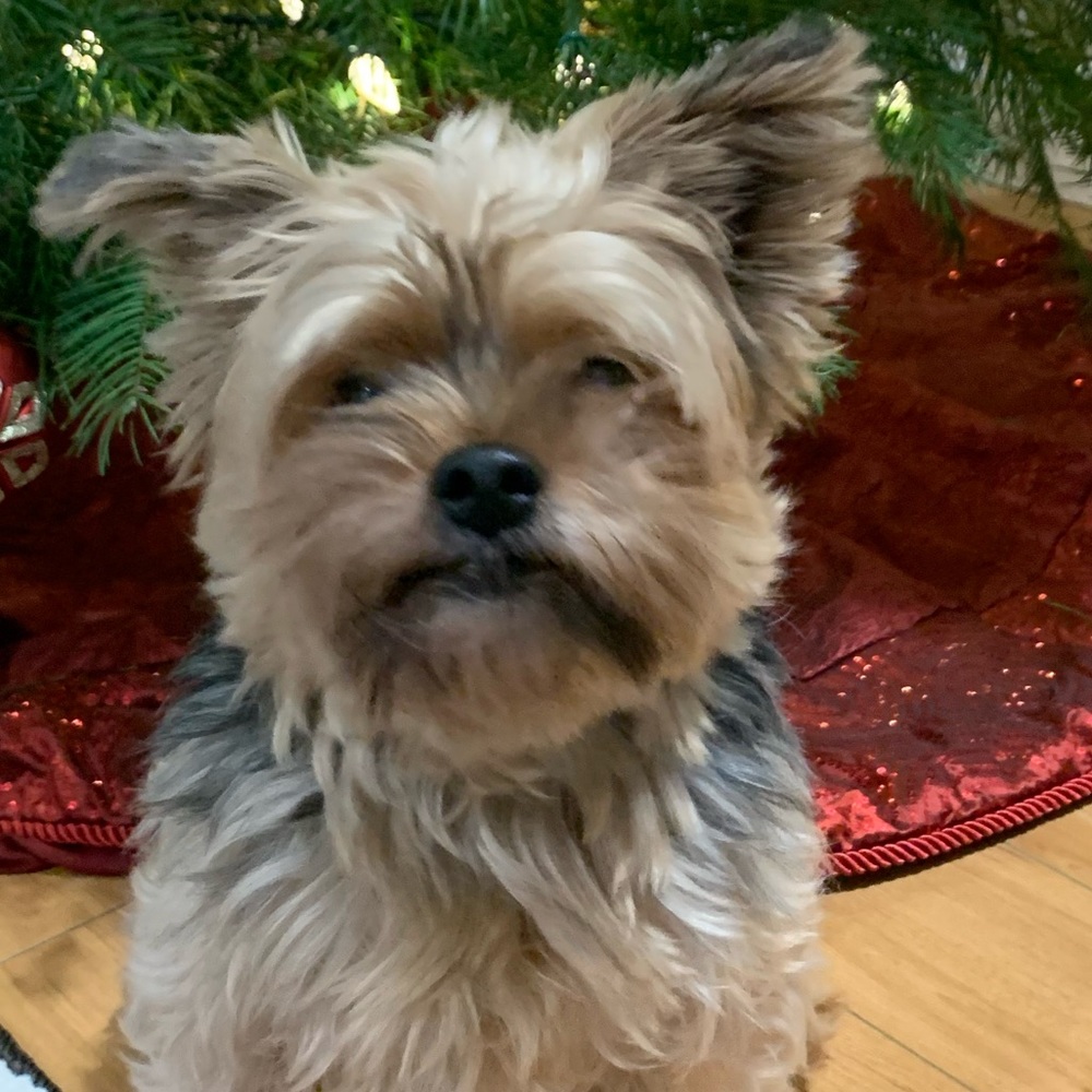 Meet your Posher, Joselyn